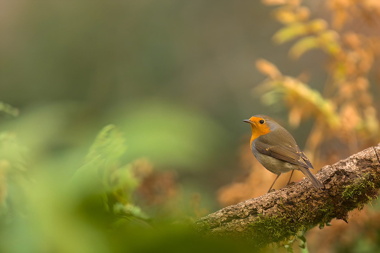 CW3616566: Vrolijke Roodborst op Tak