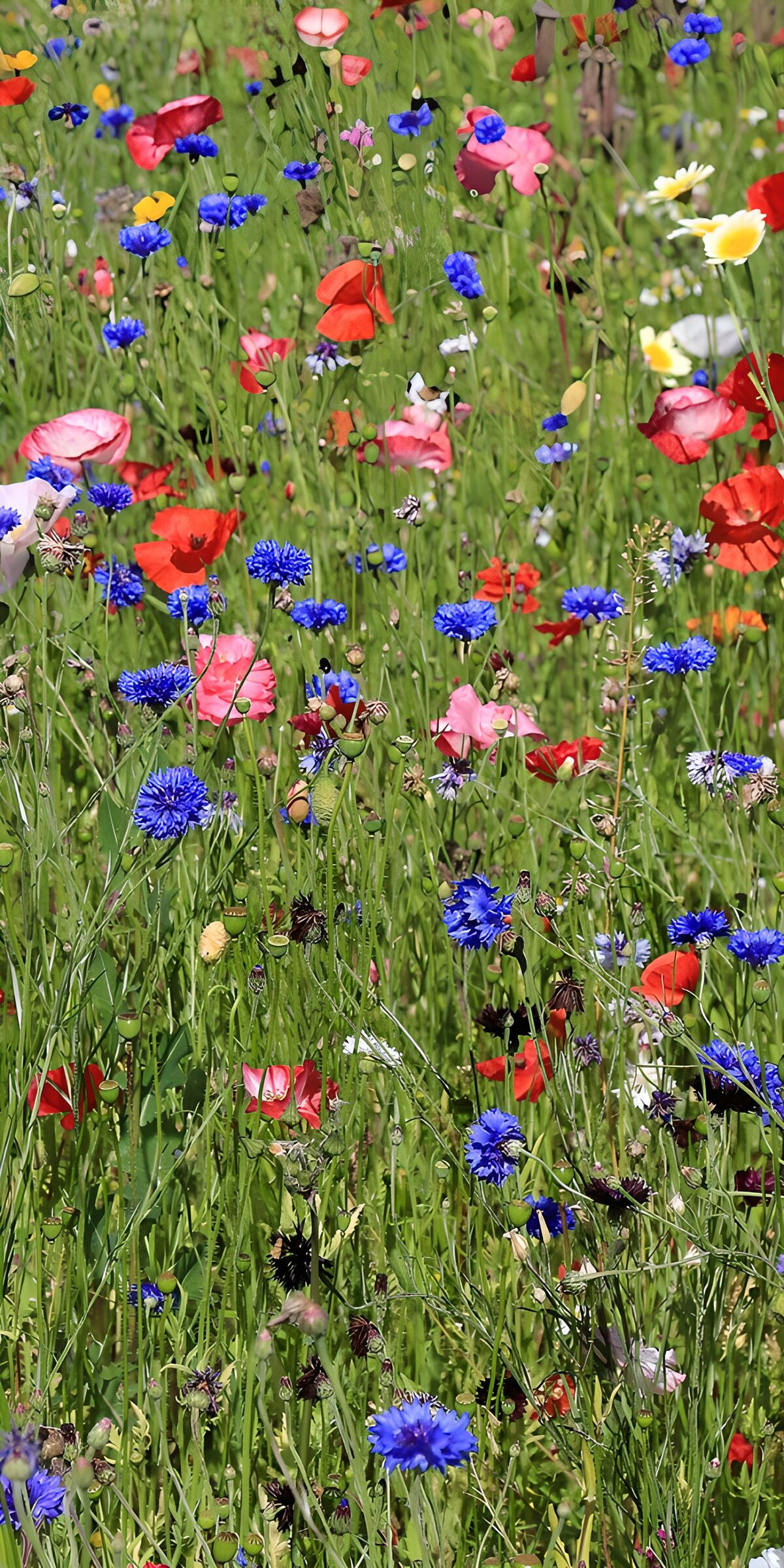 CW4175859: Kleurrijke bloemenweide in de lente