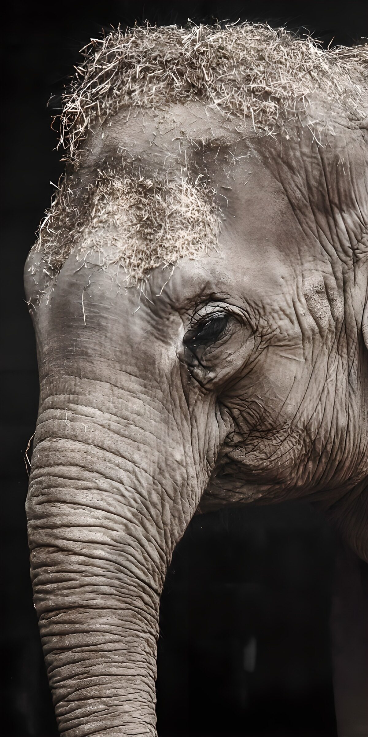 CW3792949: Elegante olifant met hooi op zijn hoofd