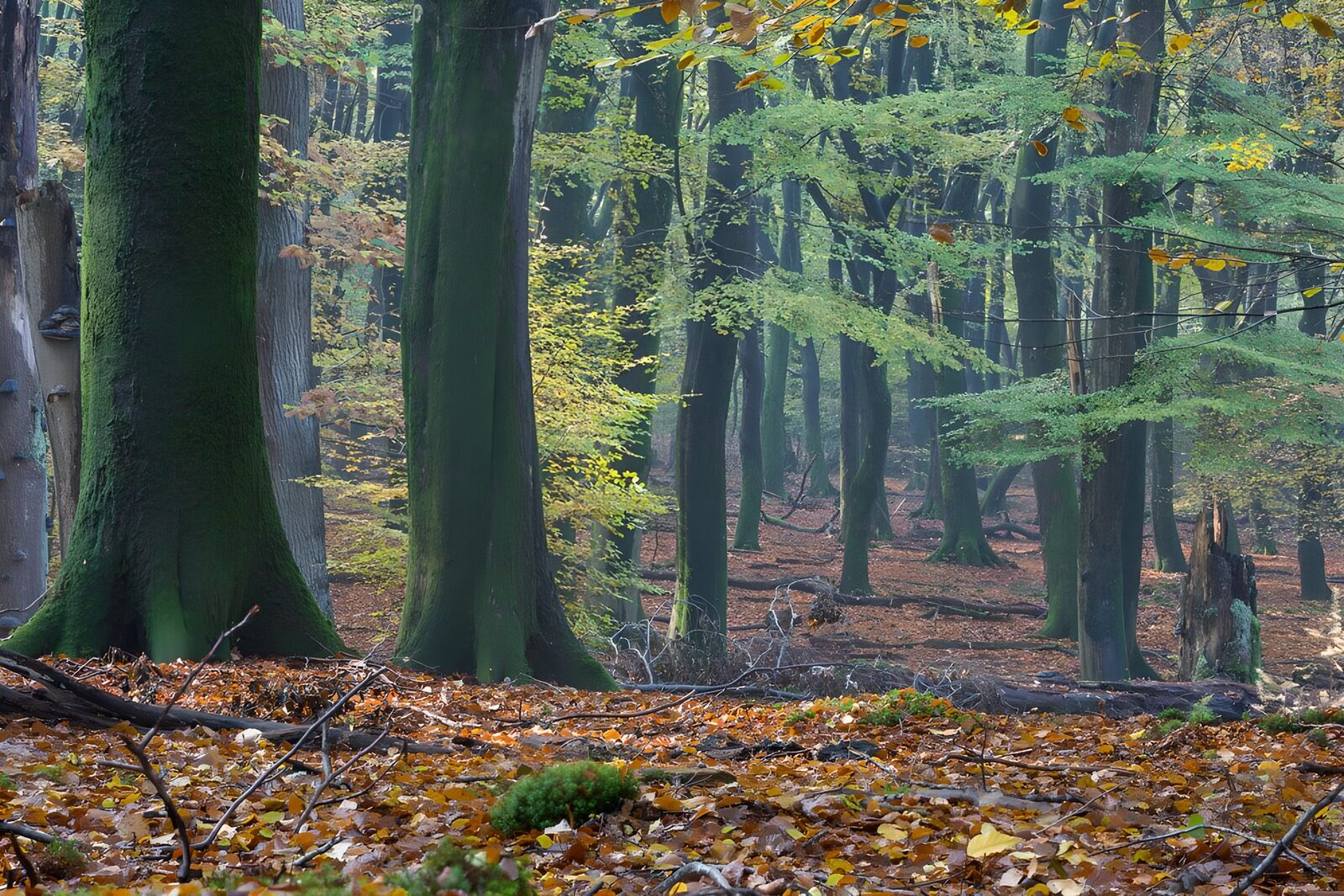 CW4759178: Mystiek Bos in de Herfst