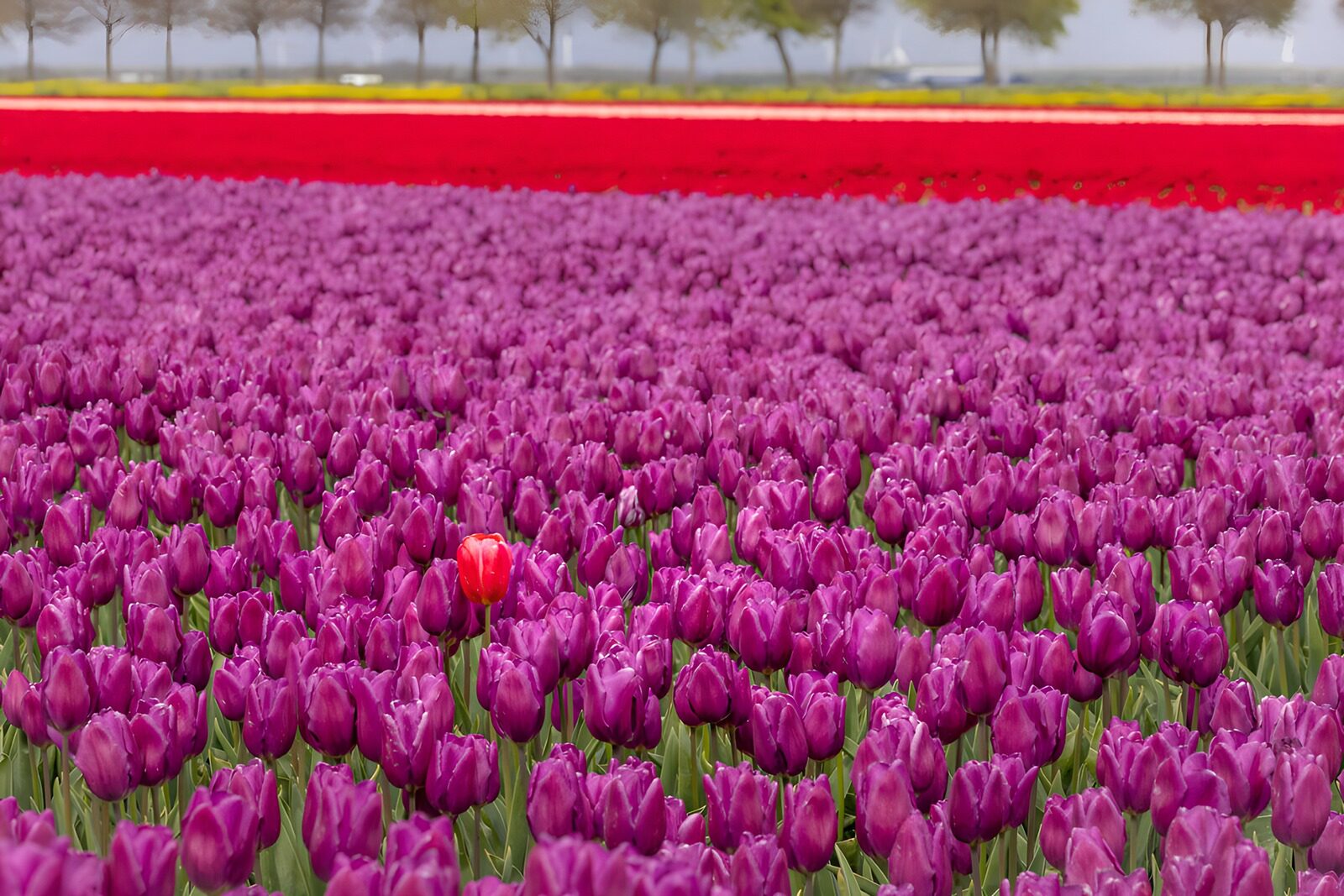CW5726221: Kleurrijk Tulpenveld met Eén Rode Tulp