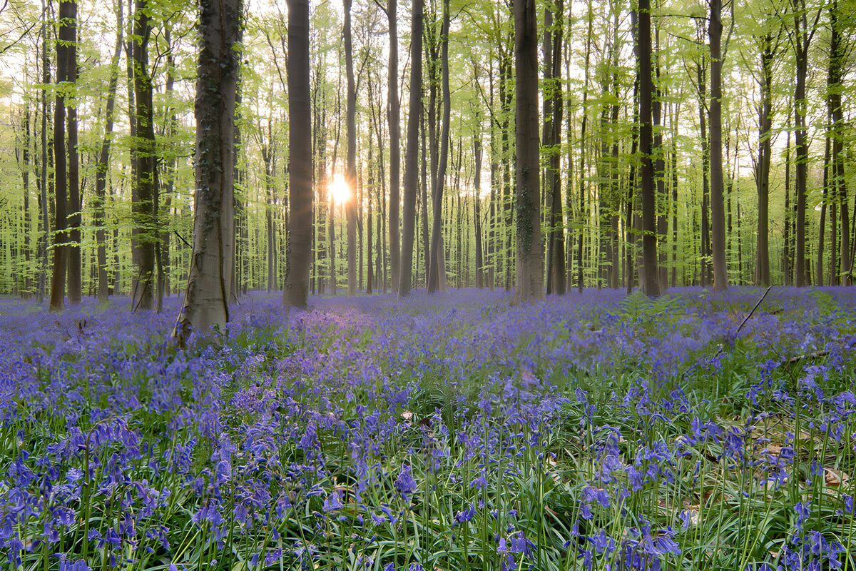 Betoverend Blauw in het Bosch