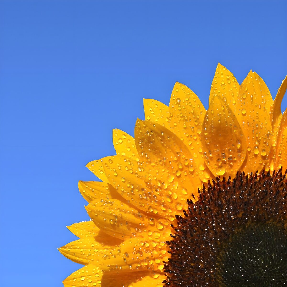 Stralende Zonnebloem met Dauw