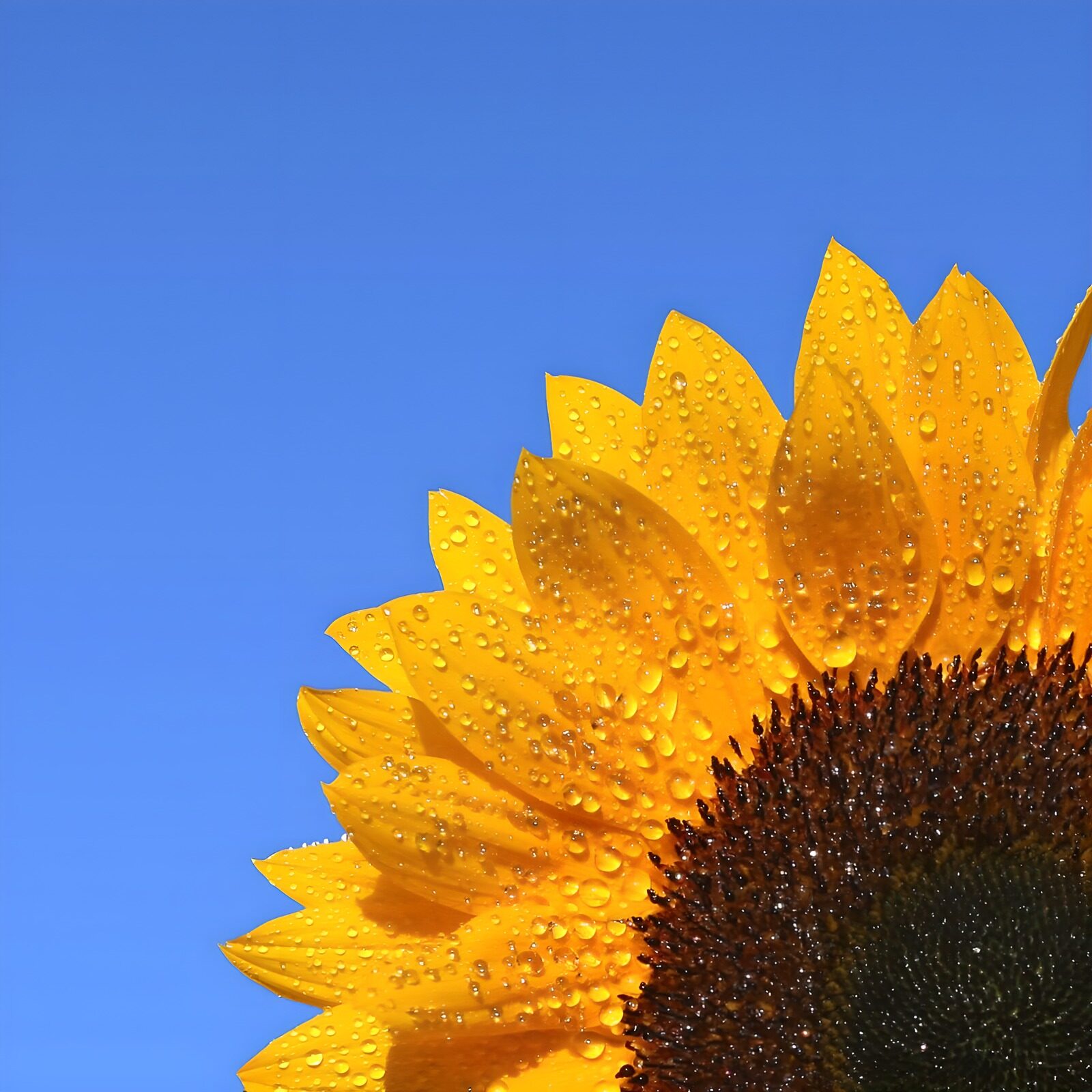 CW4616857: Stralende Zonnebloem met Dauw