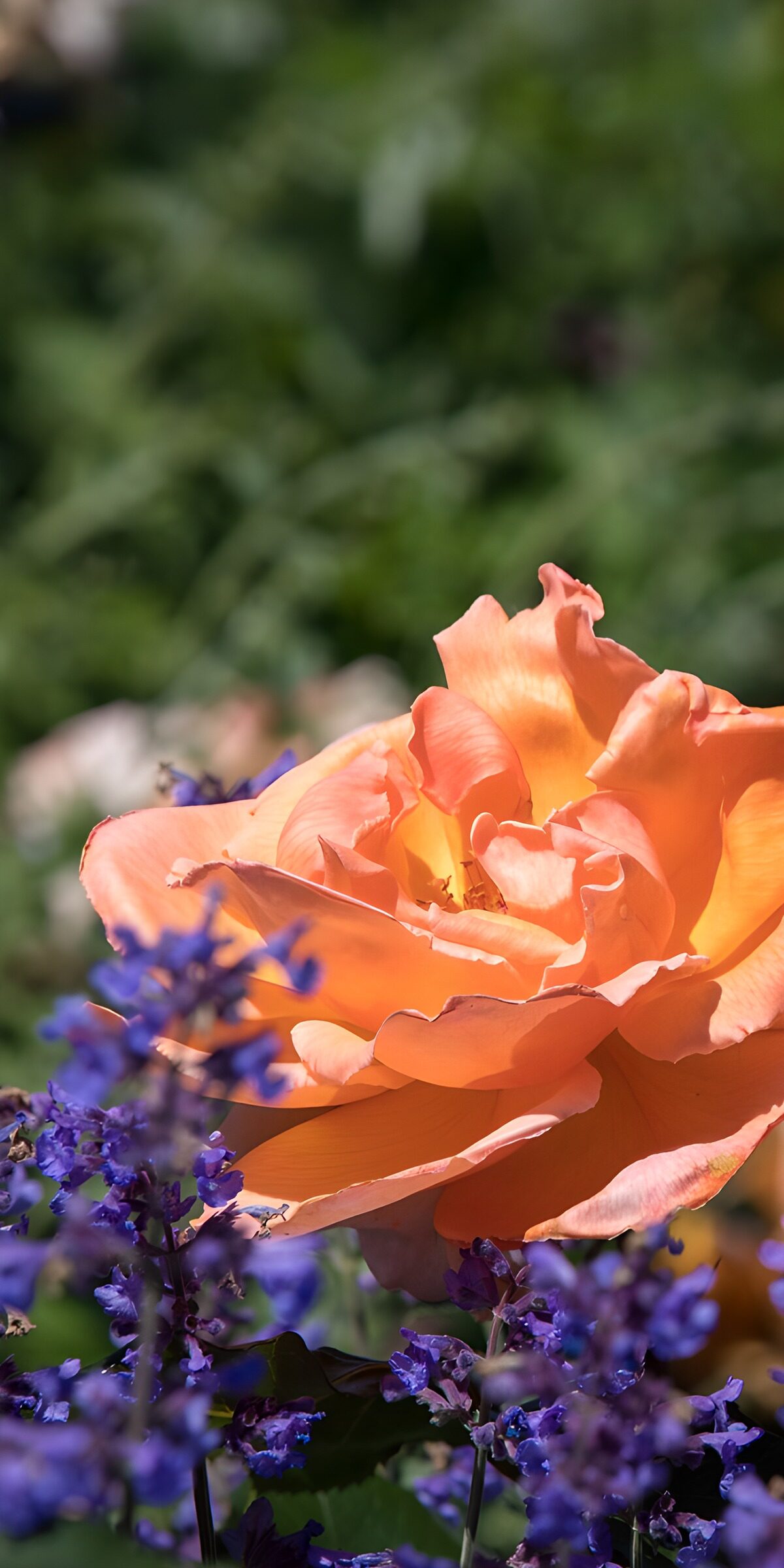 CW5151658: Zachtgekleurde roos tussen paarse bloemen