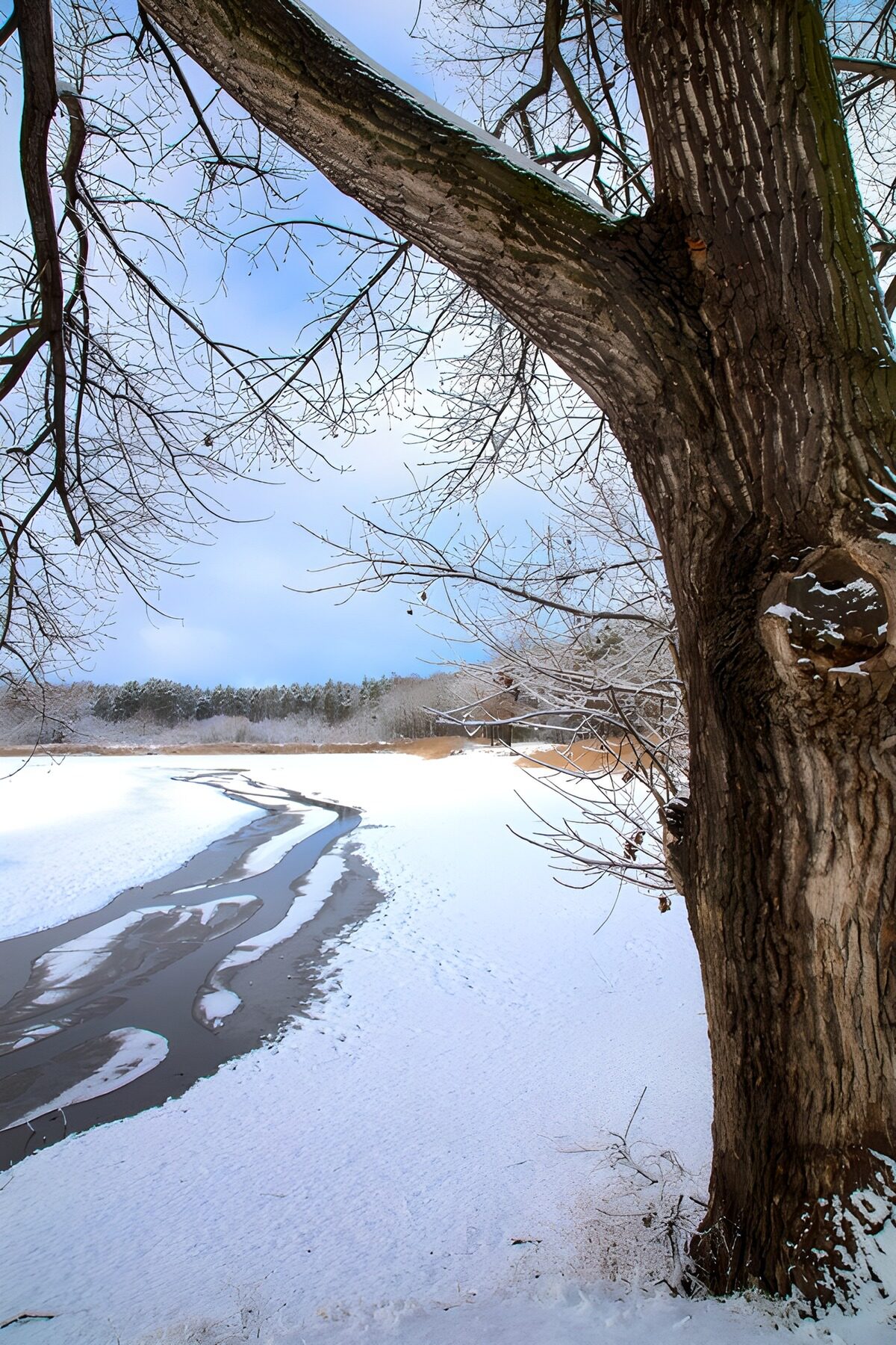 CW4679922: Sneewinterlandschap met boom