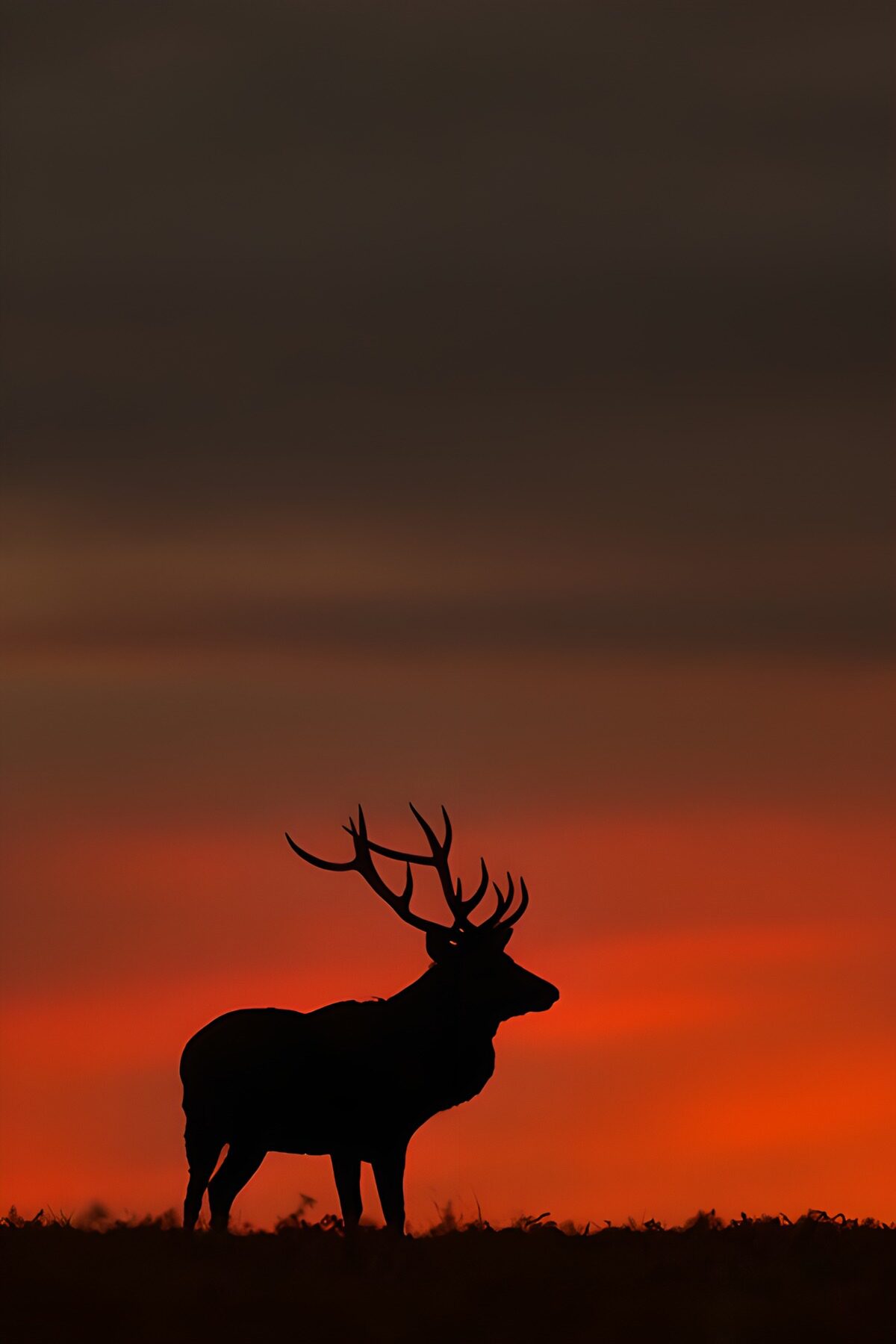 Ree silhouet tegen een kleurrijke zonsondergang