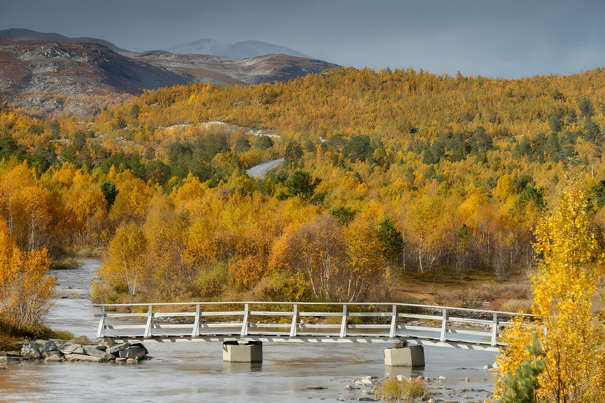 Herfstlandschap met brug en bossen
