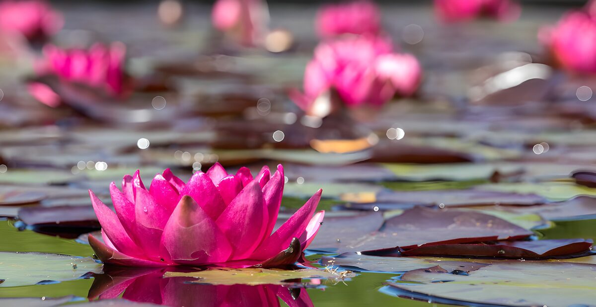 Prachtige roze waterlelies in de zon