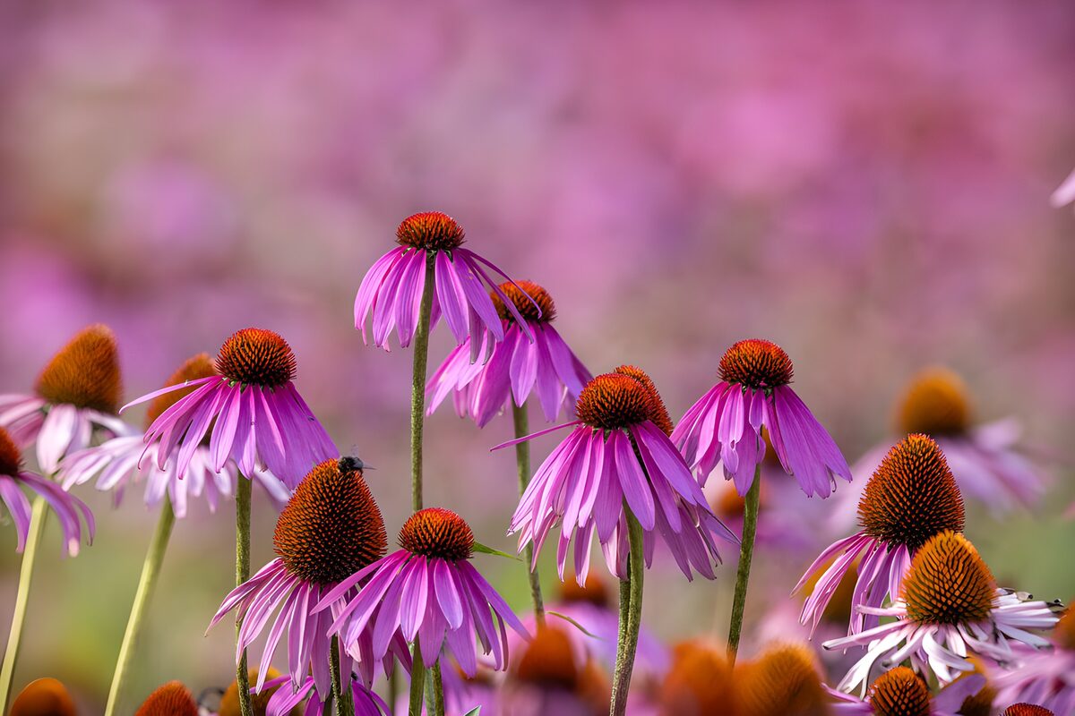 Prachtige paarse bloemen in de natuur