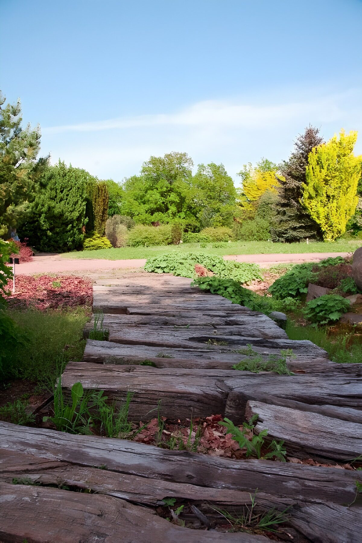 CW1456385: Houten pad tussen weelderige natuur