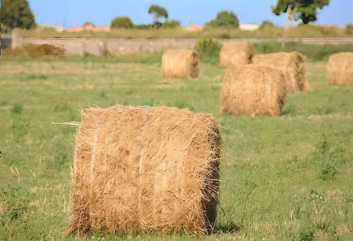 Hooirollen op het veld