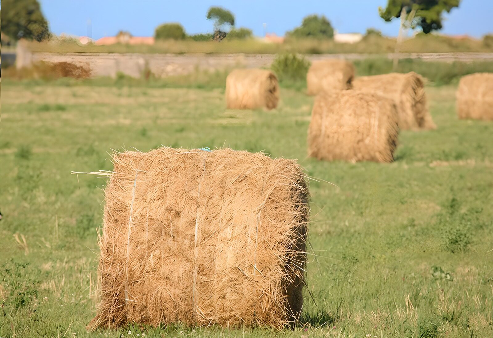 CW1105187: Hooirollen op het veld