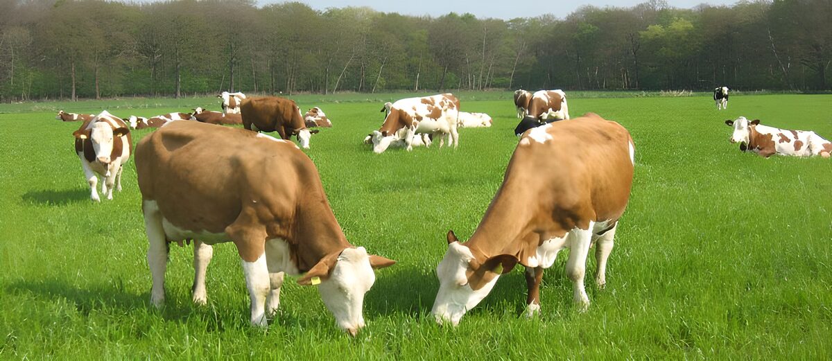 Koeien op een groene wei