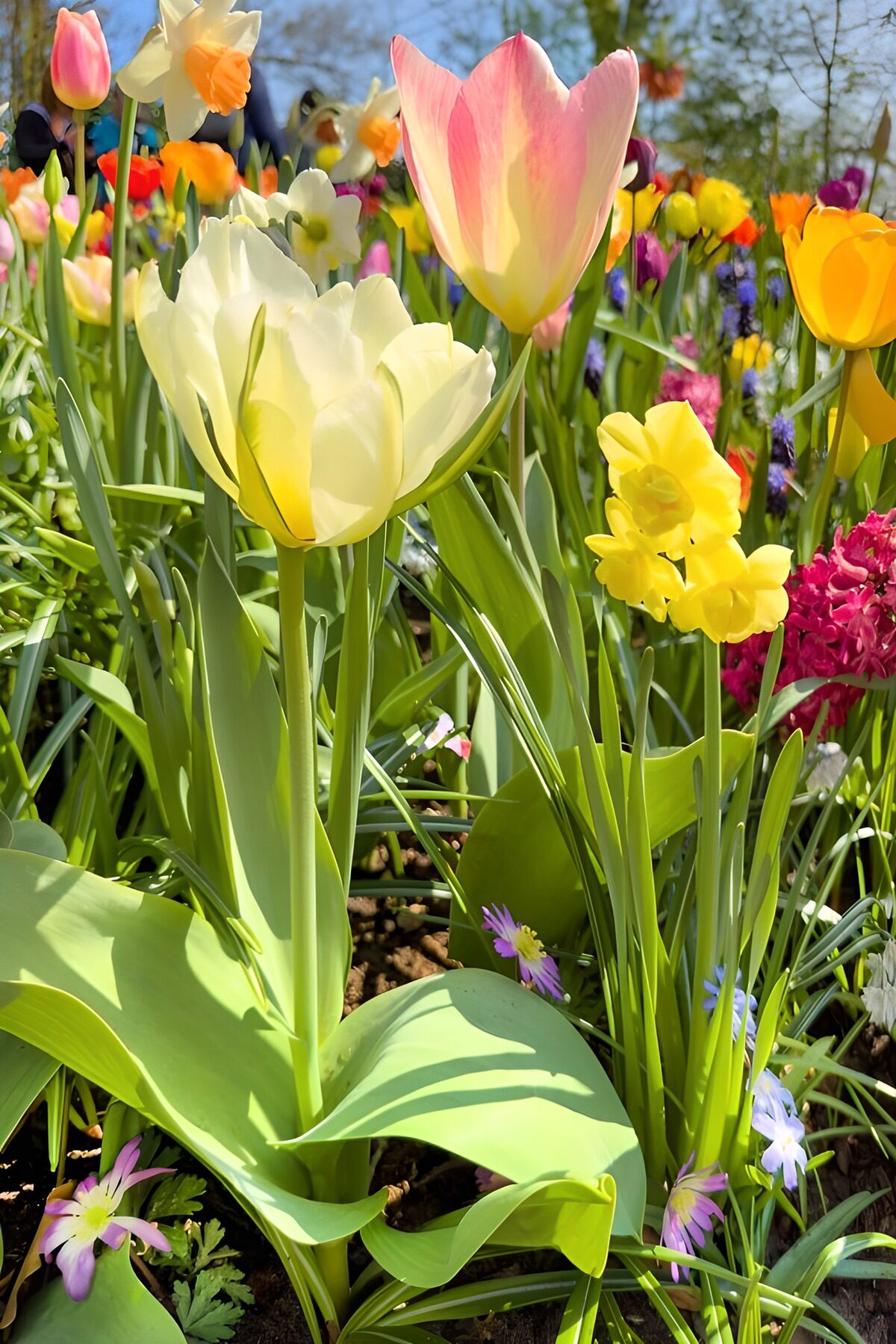 Kleurrijke Lente in de Bloementuin