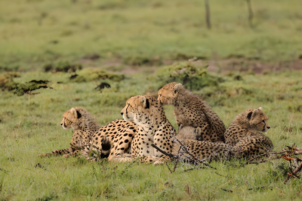 Groep cheeta's in de natuur