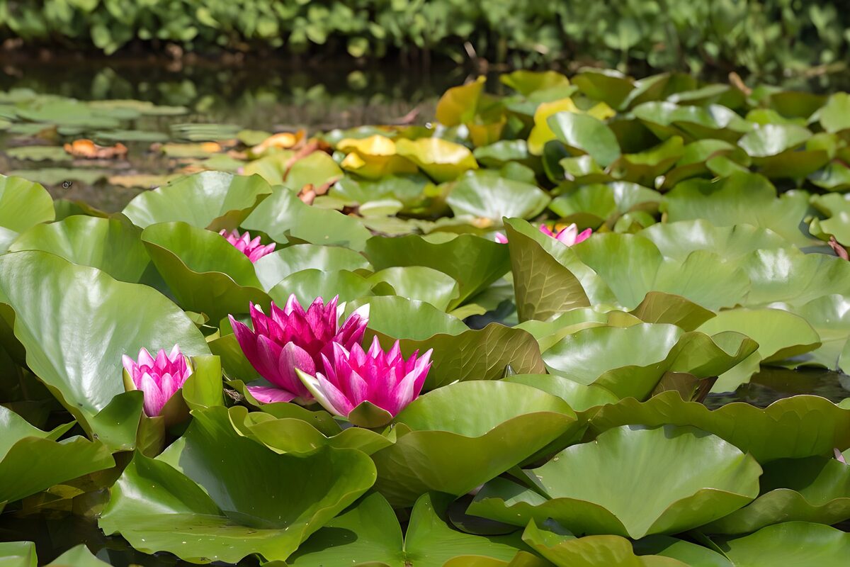Prachtige waterlelies in een vijver