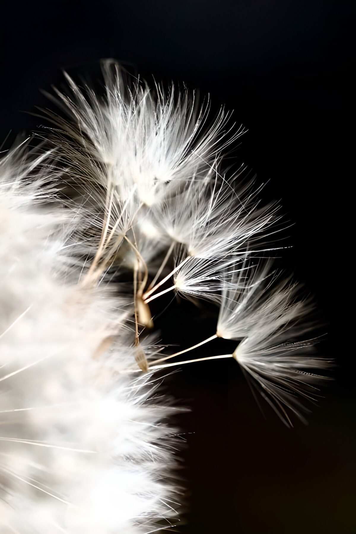 Dandelion fluff in de lucht