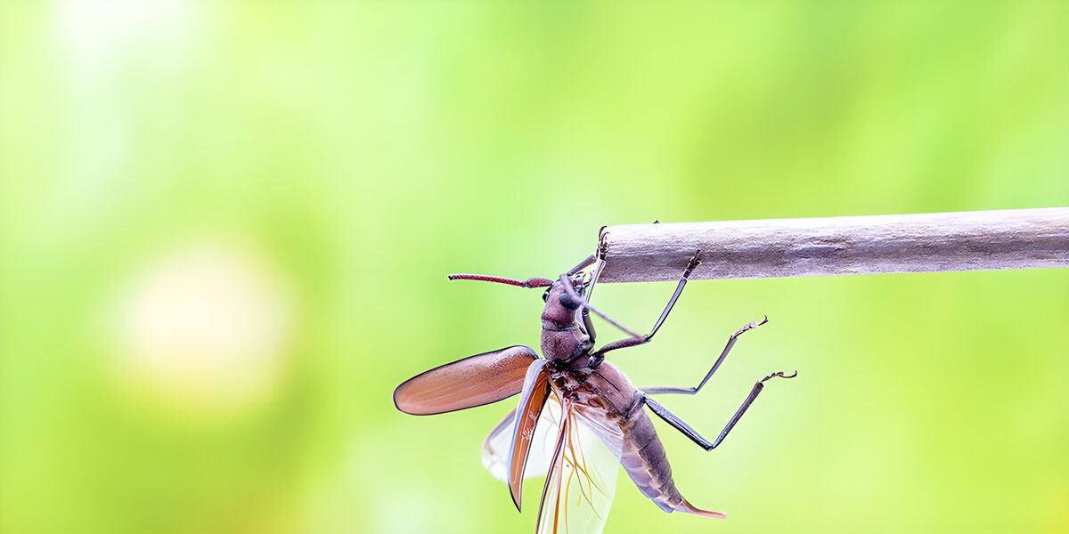 Vliegende insect op een tak