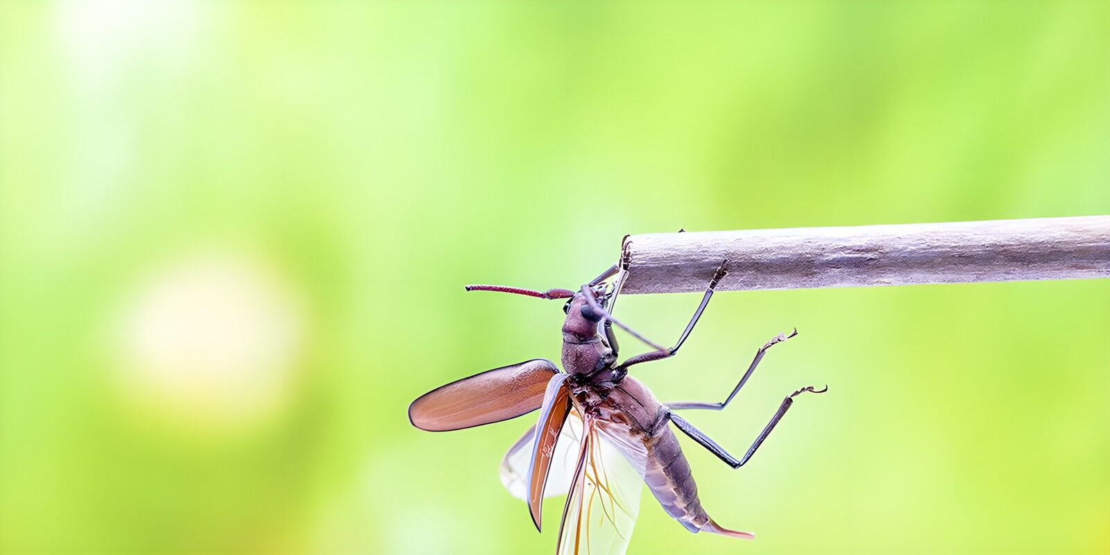 CW9194371: Vliegende insect op een tak