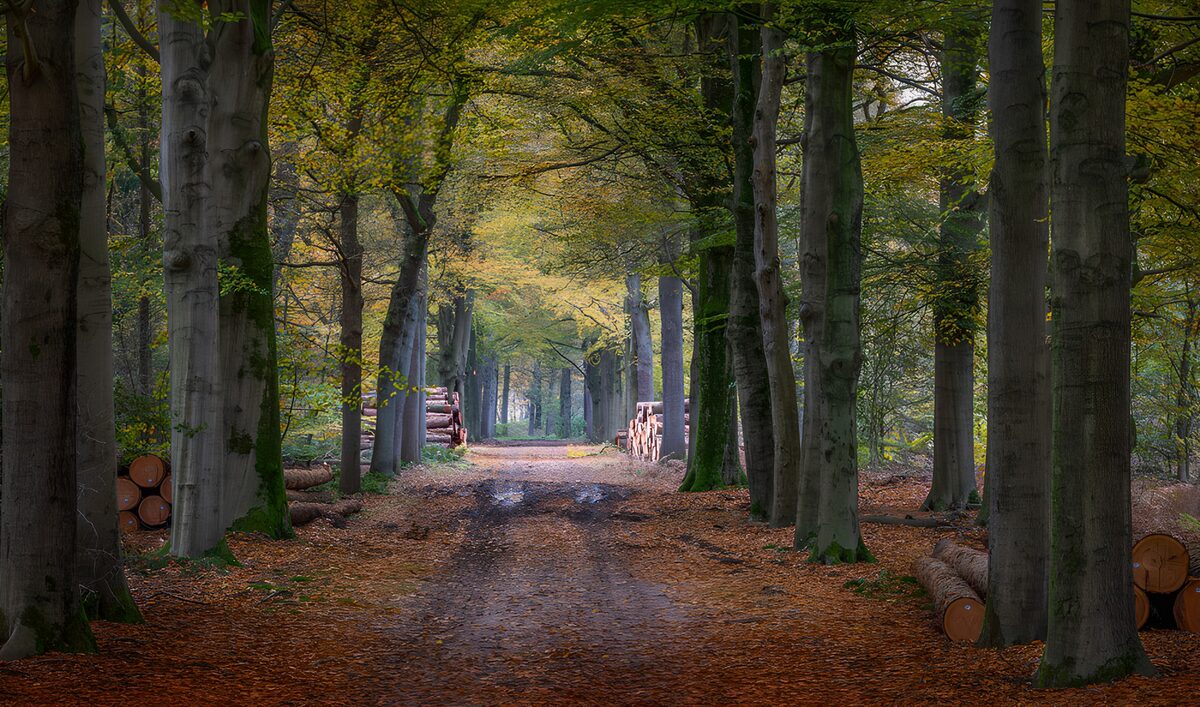 CW1992572: Prachtige herfstsfeer in het bos