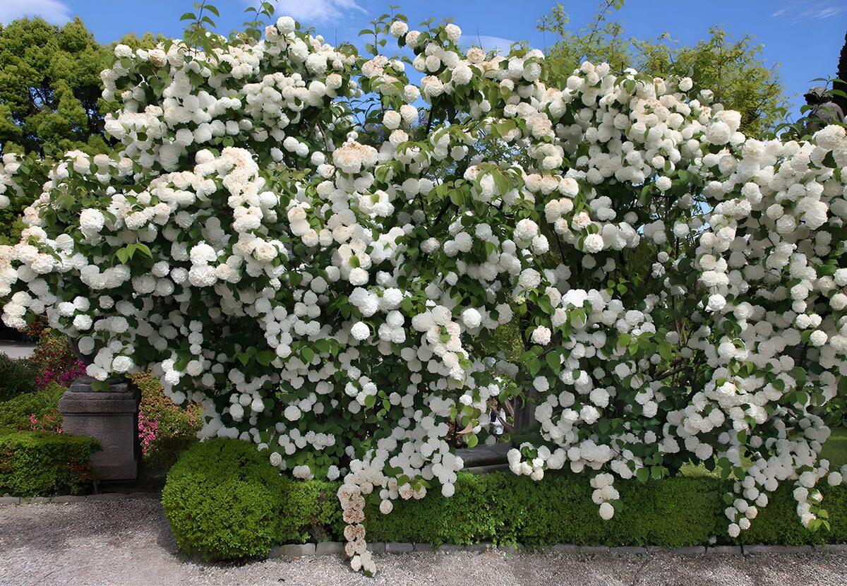 CW7980641: Witte bloesem, een natuurlijke pracht
