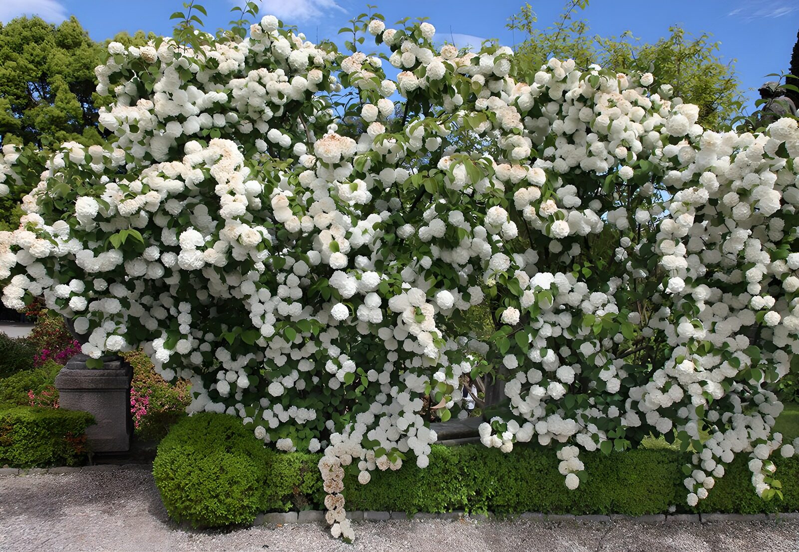CW7980641: Witte bloesem, een natuurlijke pracht