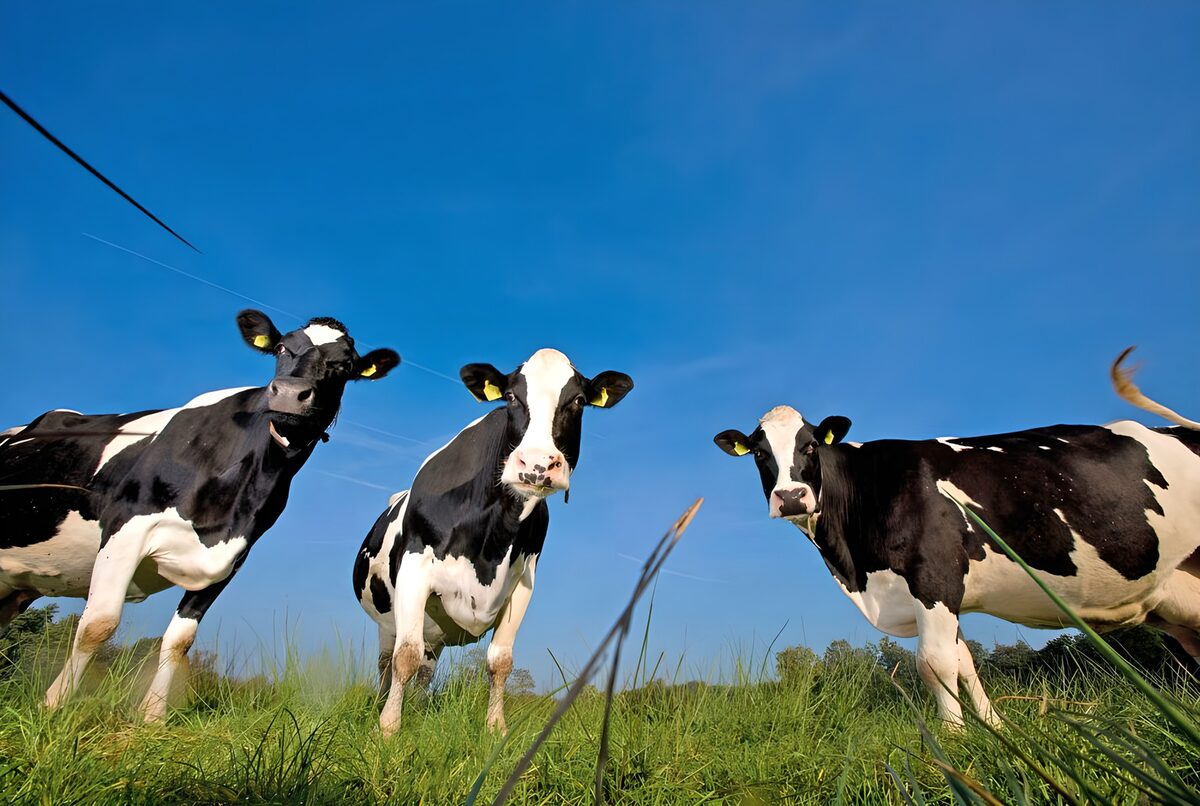 Drie nieuwsgierige koeien in het veld