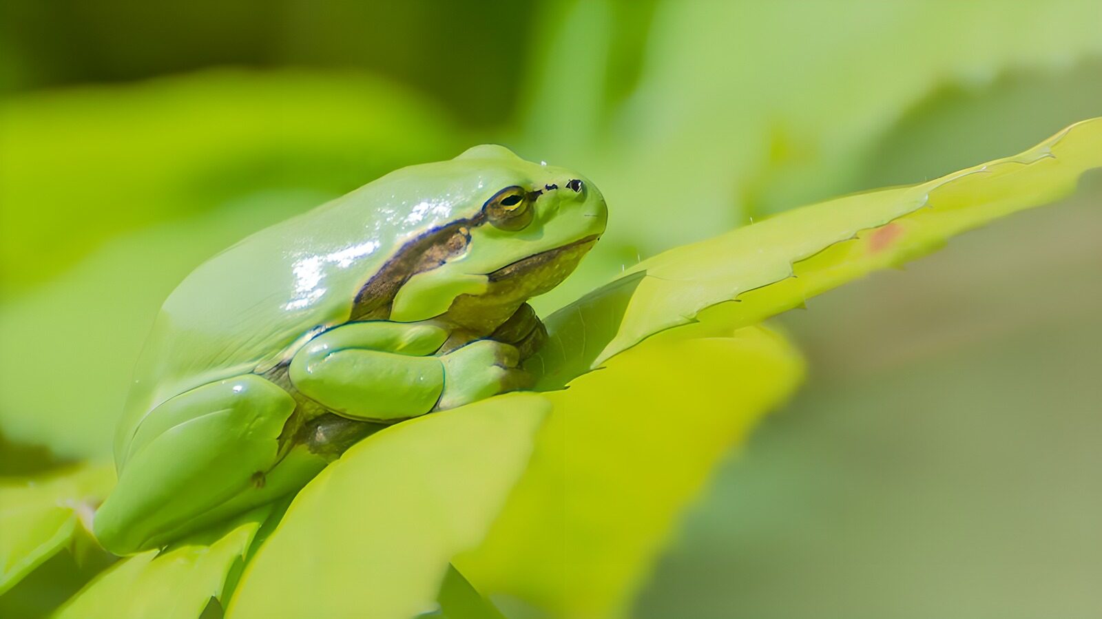 CW1971490: Groene kikker op een blad