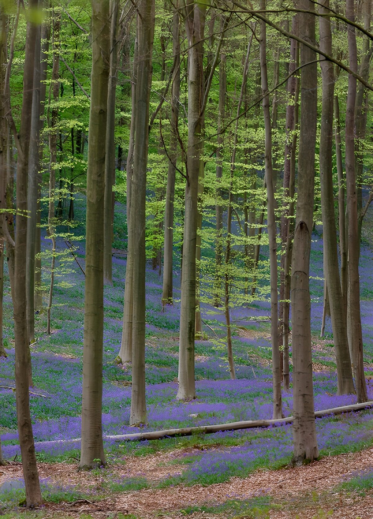 Prachtige blauwe bloemen in het bos