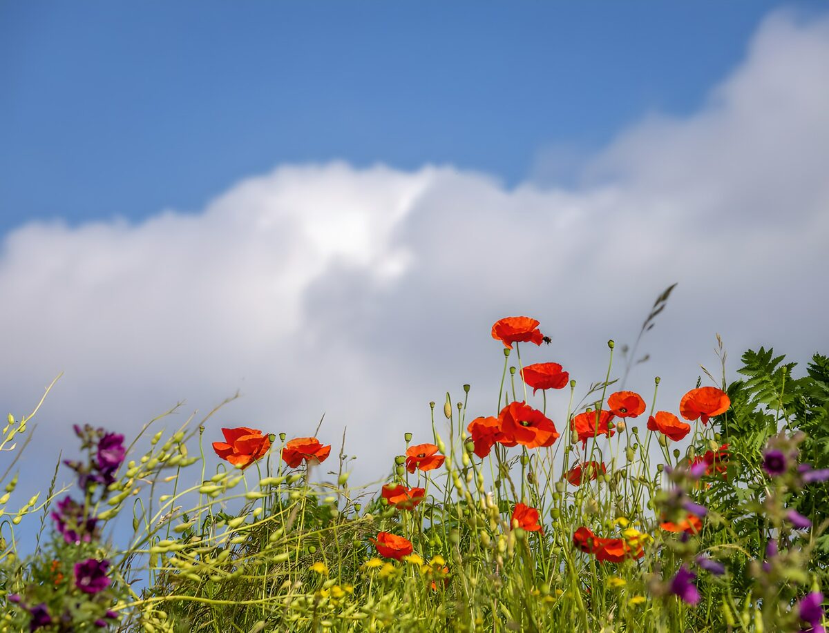 Bloeiende klaprozen onder een blauwe lucht