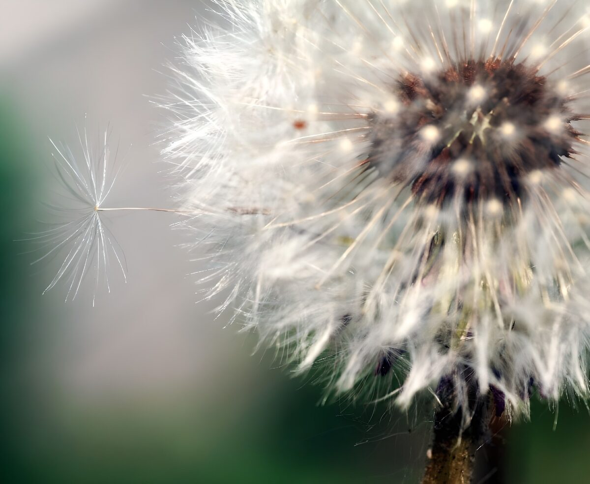 Dansende zaadjes van een paardenbloem