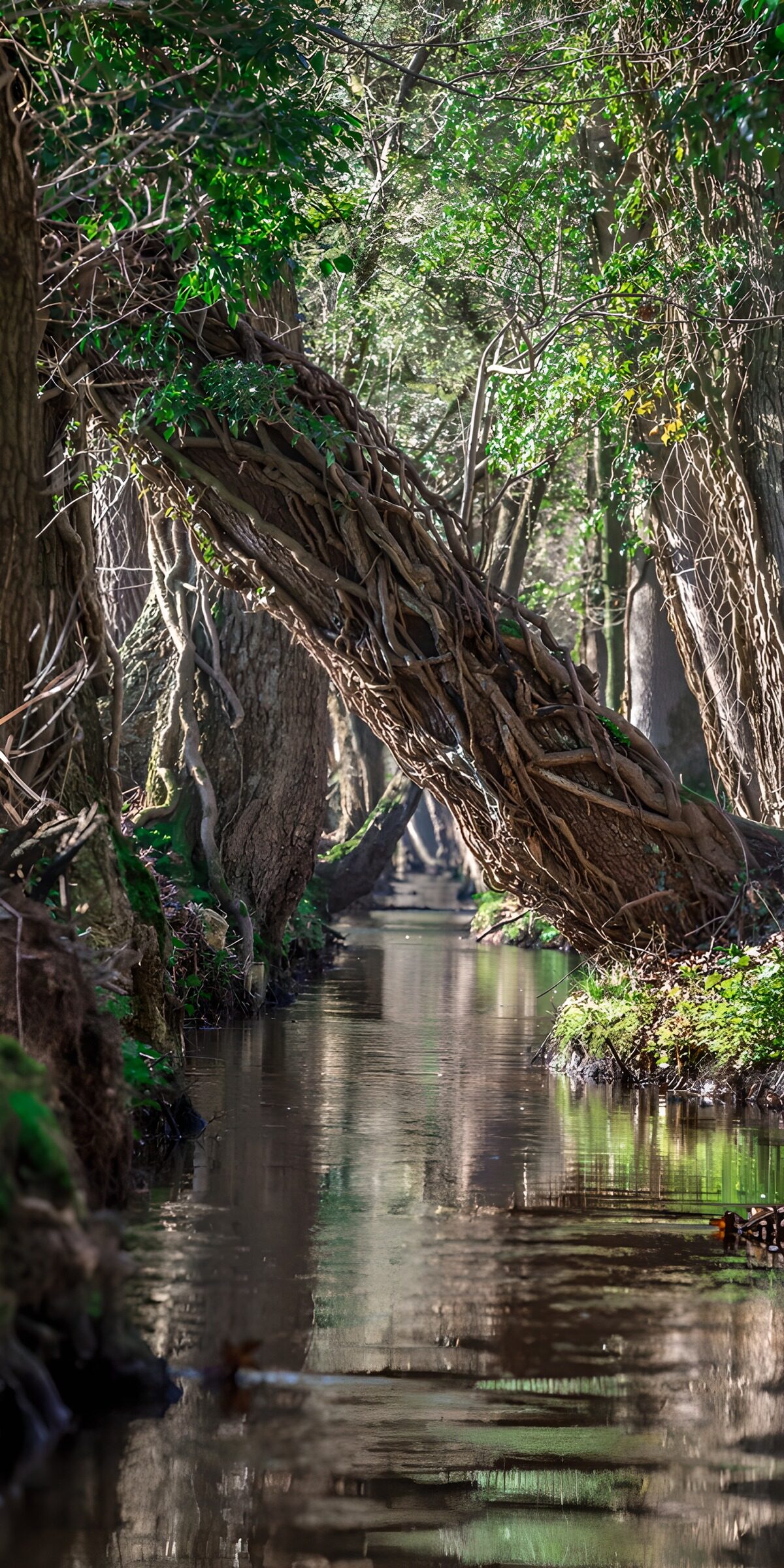 CW6843684: Betoverend Bos met Slingerende Rivier