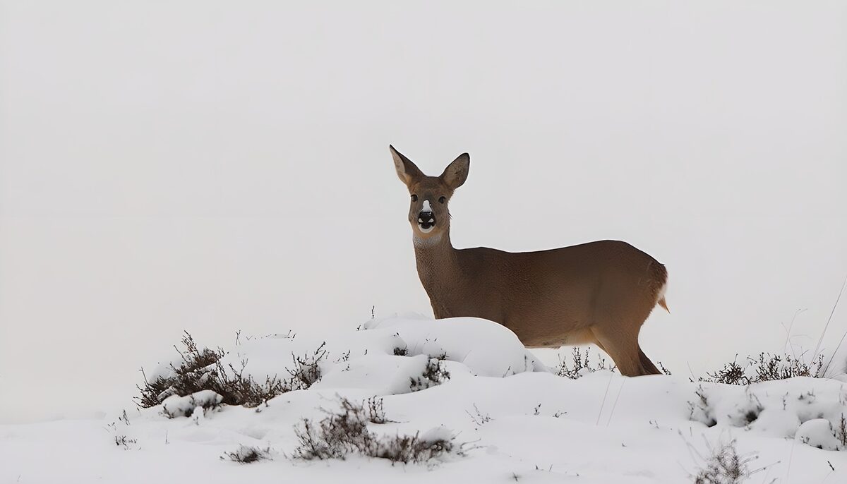 Ree in een sneeuwlandschap