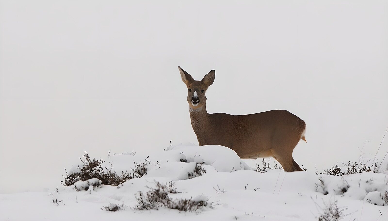 CW2180477: Ree in een sneeuwlandschap