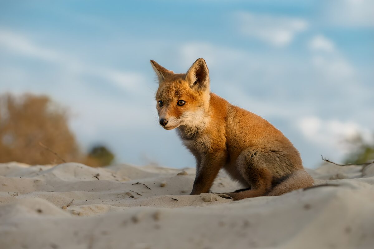 Schattig Vossenjong op het Zand