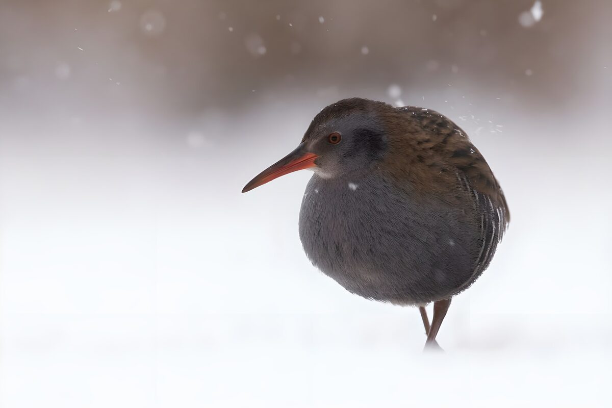 Rallen in de sneeuw