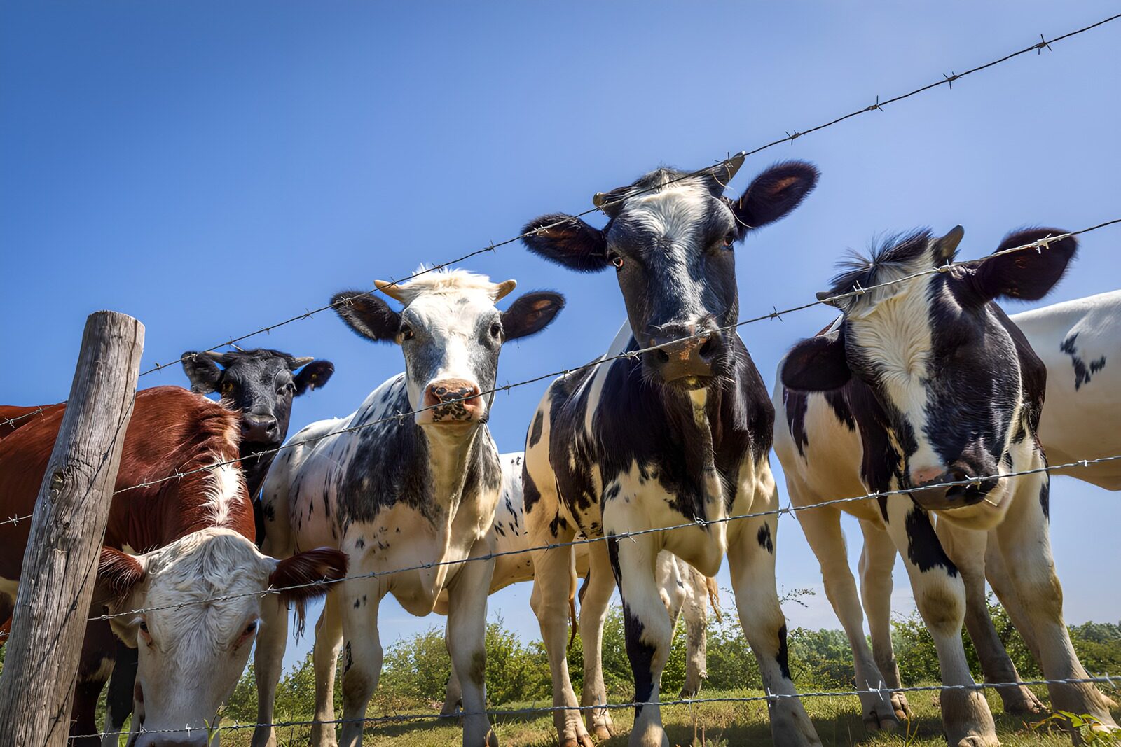 CW8153724: Nieuwsgierige koeien bij het hek