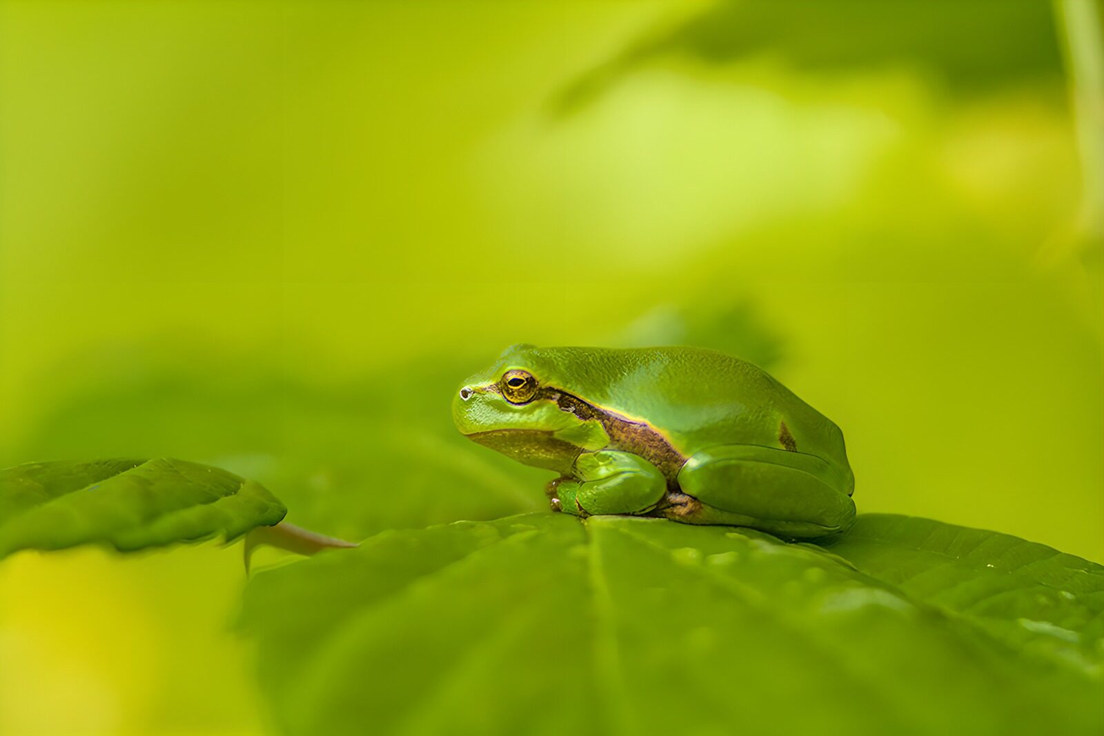 CW2897562: Groene kikker op een blad