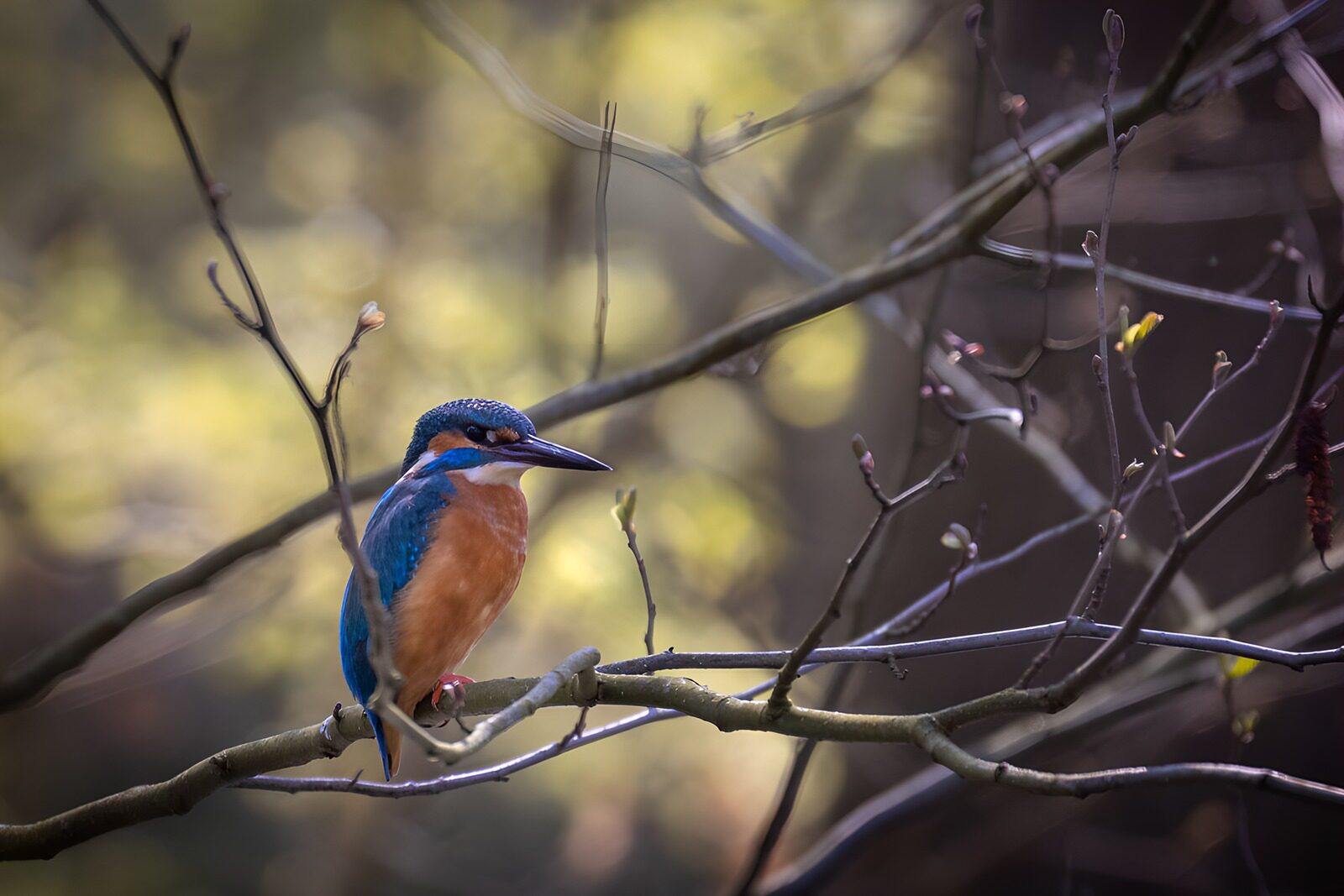 CW9646051: IJsvogel op een tak