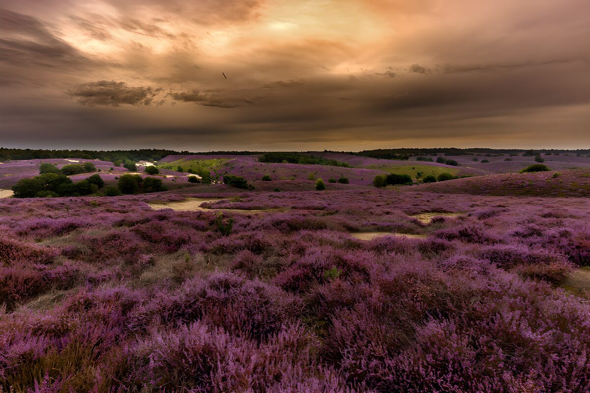 Prachtige paarse heide onder een bewolkte lucht