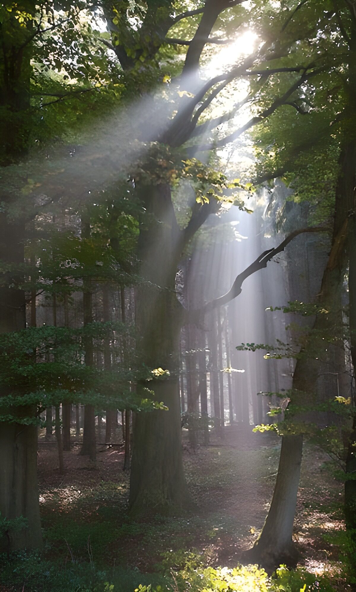 CW2663823: Lichtstralen door het Bos