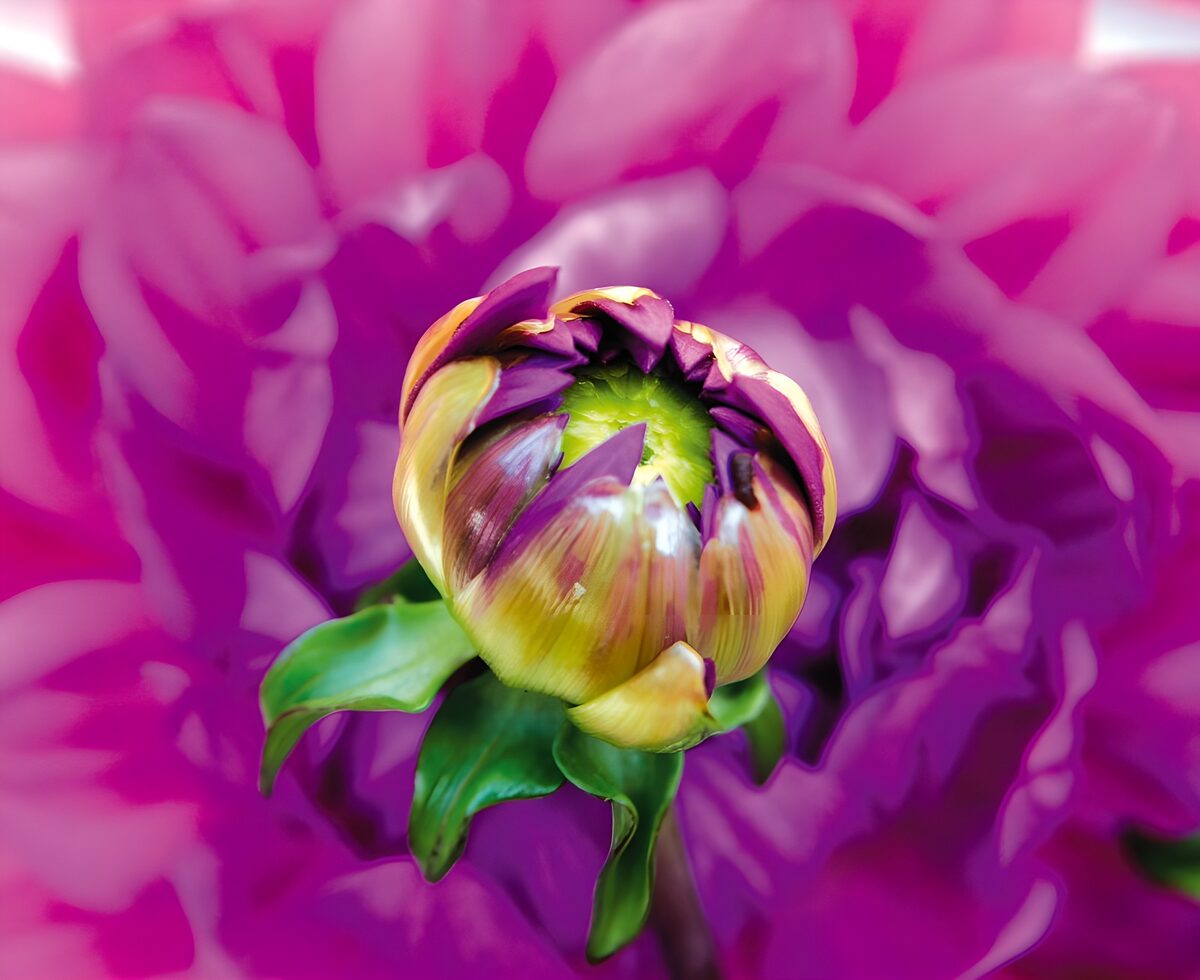 Bloeiende knop in levendige kleuren