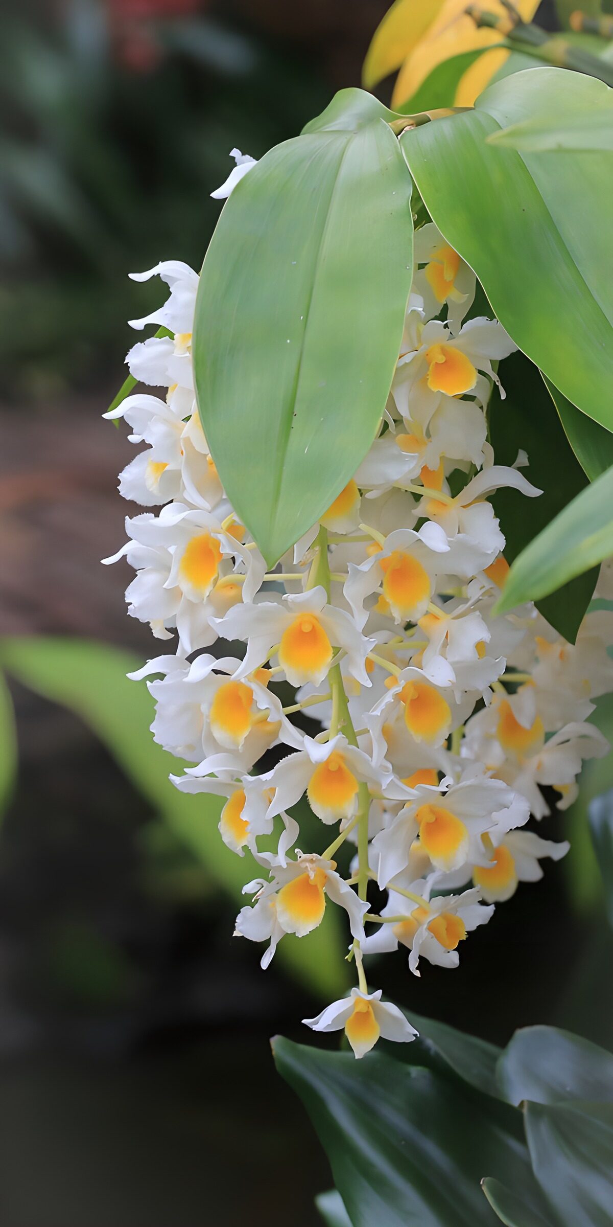 CW1091816: Prachtige witte orchidee met gele accenten