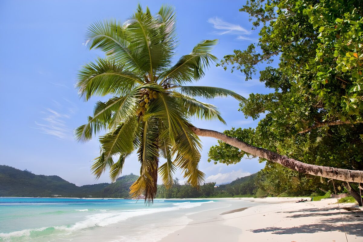 CW7673500: Tropisch paradijs met palmbomen