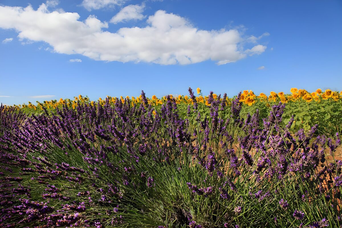 Lavendel en zonnebloemen onder een blauwe lucht
