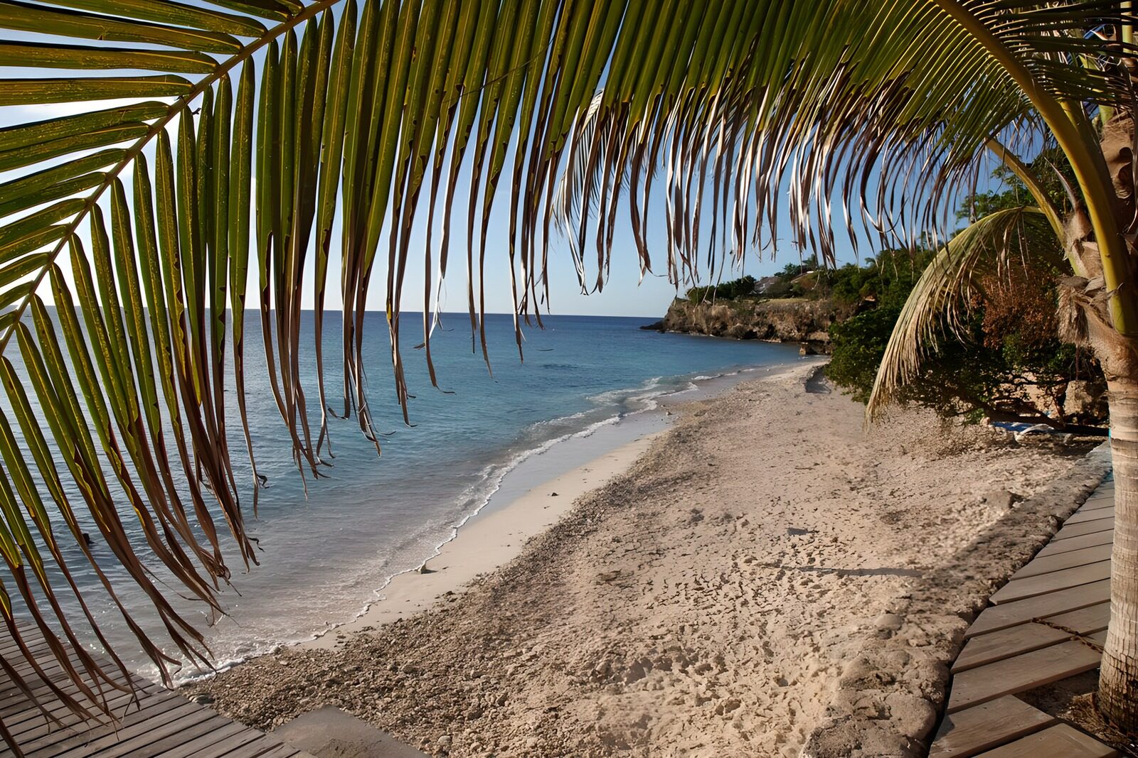 CW5237264: Tropisch strand met palmbomen