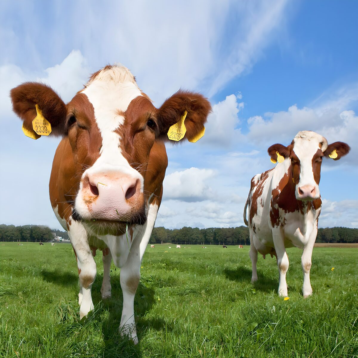 Twee vrolijke koeien op het weiland