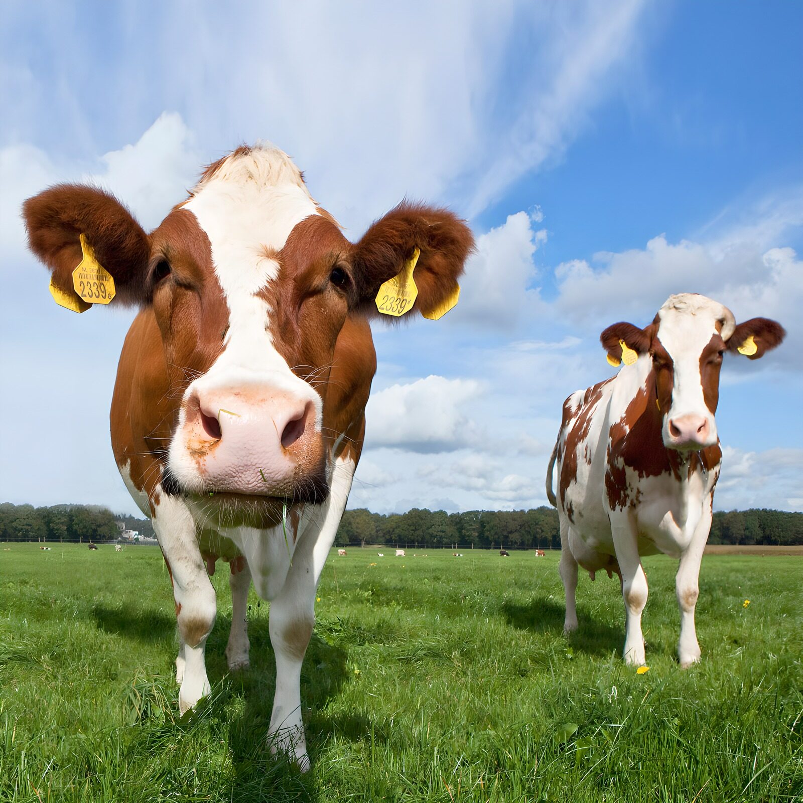 CW5464381: Twee vrolijke koeien op het weiland