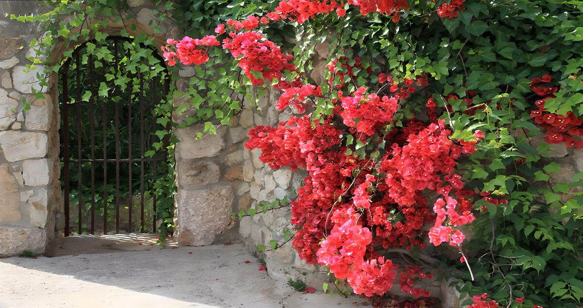 Bloeiende bougainvillea bij een poort